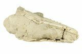 Fossil Oreodont (Merycoidodon) Partial Mandible - South Dakota #270117-3